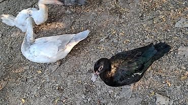 Самка, | Lal ordek, Для разведения — 5