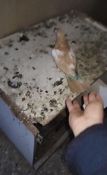 tovuz quwu: Usd usde 3 denedı 5 manatdan - Rəng: Açıq qəhvəyi/bej tonlarında — 4