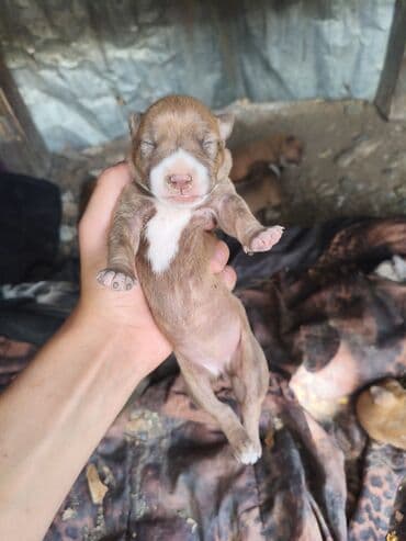 ayagi tuklu toyuqlar: Pitbul, 1 ay, Ünvandan götürmə, Rayonlara çatdırılma, Pulsuz çatdırılma — 3