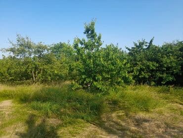 10 sot, Mülkiyyətçi, Kupça (Çıxarış) lalafo.az -da 10 sot, Mülkiyyətçi, Kupça (Çıxarış)