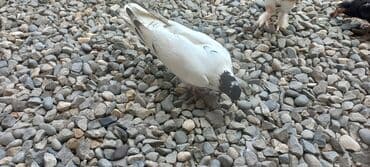 göyercin yuvası: Məhsul: Qüvvətli uçuş və baxımlı görünüşə malik ev göyərçinləri — 7