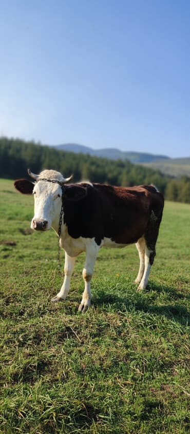 boğaz inək: 1 dəfə doğmuş inək(düyə) satılır. Günə hal hazırda 10 litr süd verir — 2
