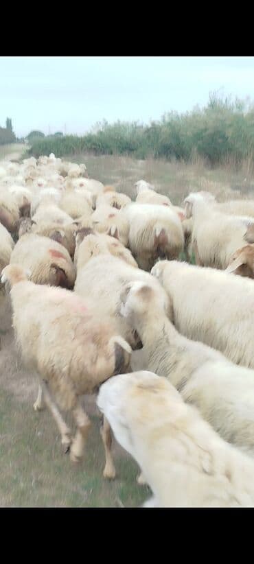 bakida cins ineklerin satisi: Dişi, il: 1, 50 kq, Damazlıq, Ünvandan götürmə — 4