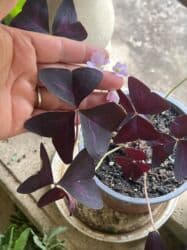 yeni il şənliyi 2022: Xalça — 43