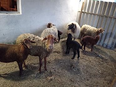 qurbanliq qoyunlar: Dişi, Qala, il: 1, 50 kq, Damazlıq, Ünvandan götürmə — 4
