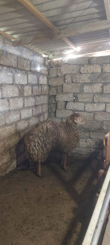 bmw 3 серия 323i at: 1 ədəd super kök quzu.kəsib 19 manatla vermək olar — 2