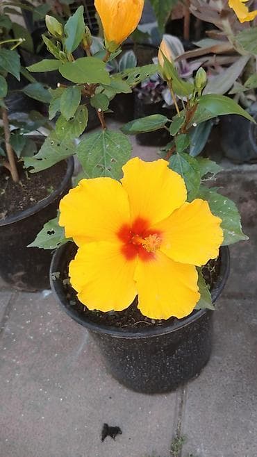 Saksıda sarı hibiskus (Hibiscus rosa‑sinensis) – böyük, parlaq sarı