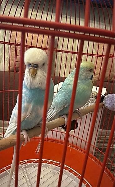 Hazr Çex cüt 2- defe bala verib. Cox saglam temiz quslardi . Ciddi