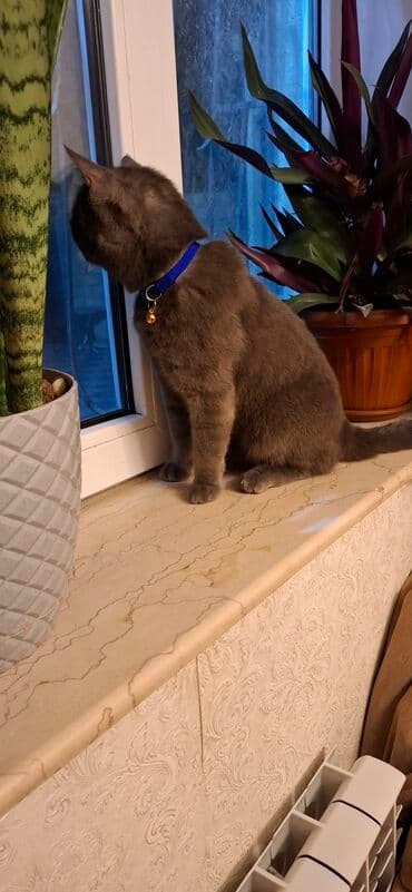 pişik eşyaları: Britan, Erkək — 3