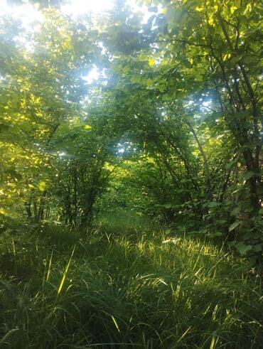 Fındıq bağçası – intensiv əkilili, səliqəli cərgələr vatsa əlaqə