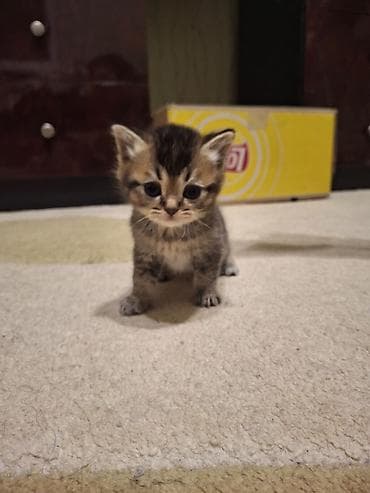 Digər heyvanlar: Erkək, Dişi, Yaxşı əllərə, Ünvandan götürmə, Pulsuz çatdırılma, Ödənişli çatdırılma — 8