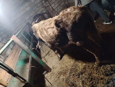 Atlar: Salam aleykum ana bala iney dir kim isdese vacapda yazsin vidiyosunu — 4