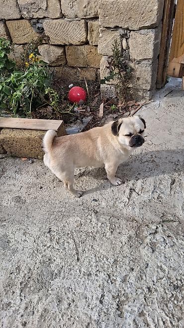 barter itlə: Mops, 1 il, Erkek — 6