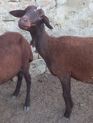 Salam 2 qoyundu biri 1 qarın doğub hemde anabaladilar qiymet 2 — 2