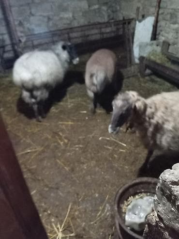 qoyun bazari: Məhsul: Romanov qoyunu Təsvir: Romaov qoyunu satılır. 1 qoyun, 1 — 1