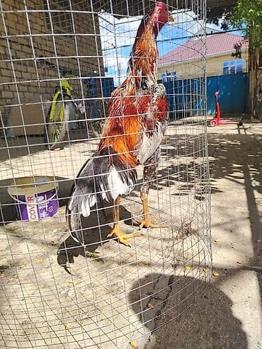 qızıl balıq akvarium: Saglam və yaxşı doyşür ✊ — 1