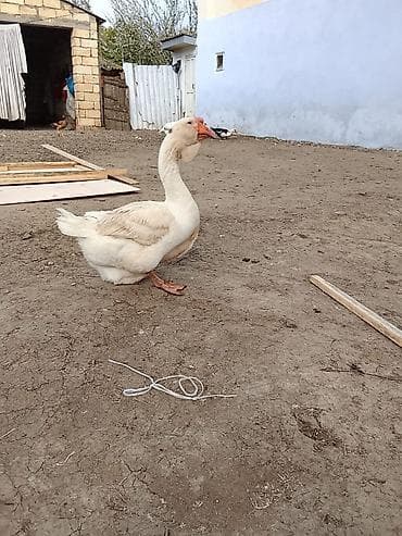 keçi satanlar: SATILIR CÜT XALMAQOR QAZ XORUZ FƏRƏ QİYMƏT CÜTÜNƏ AYİDİR — 5