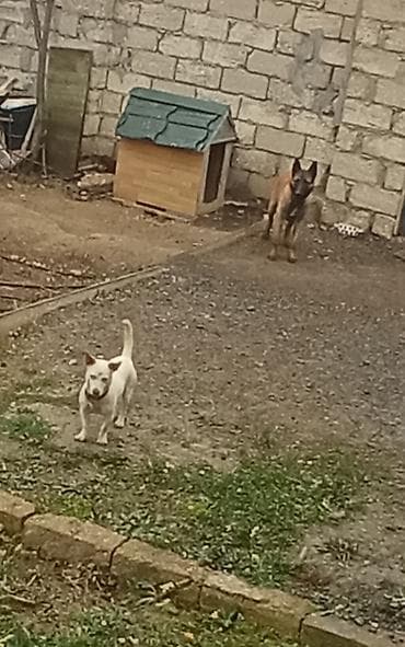 İtlər: 10 ay — 4