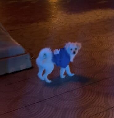 Запонки: Pomerian ve pikines qarışımı. 4 aylıq, erkek cinsi. Oynağan itdir at lalafo.az — 2 Запонки: Pomerian ve pikines qarışımı. 4 aylıq, erkek cinsi. Oynağan itdir — 2