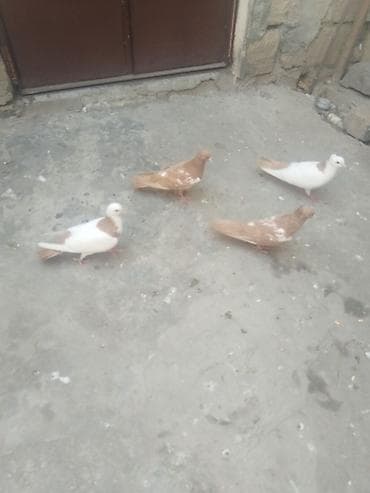 Satılır gəncə 50 manata — 7