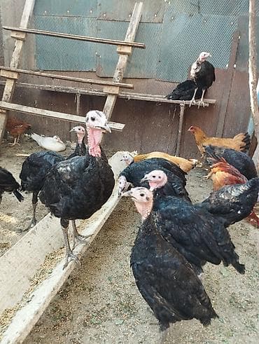 soya yemi: Məhsul: Hinduşka (qaradərili, yerli tip) Təsvir: - Şəkillərdə iri — 1
