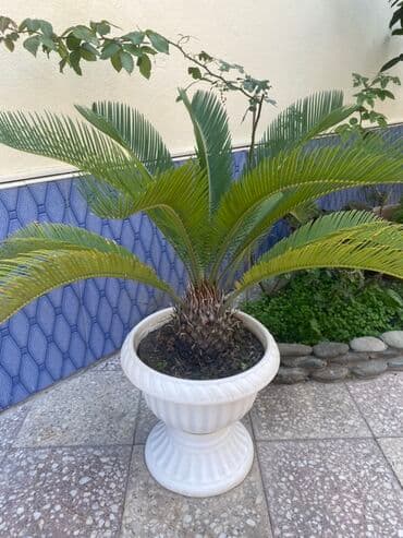 Saqo palmı (Cycas revoluta) – dekorativ qapalı/açıq məkan üçün iri