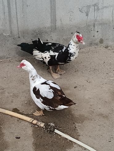 pisik satisi: Hər ikisi 8 aylıqdı. cütləşirlər. uzaqı 15-20 günə yumurtaya — 2