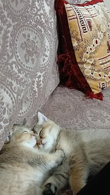 Yaxşı əllərə — 2