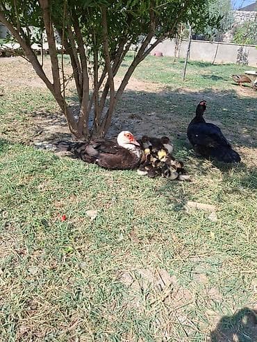 Sort ordek balari satilie 2ayliqdi .boyuk ordekde var . Yumirtada olur — 2