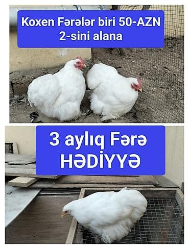 kənd toyuqu: Toyuq, Kuçin, Damazlıq — 1