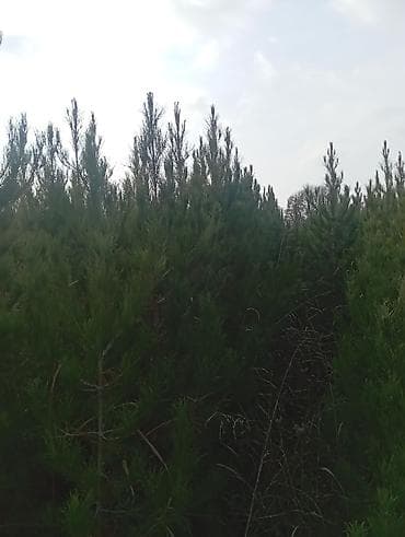 ucuz əşyalar: Şam (pine) tingləri – iynəyarpaq landşaft ağacı - Növ: Şam ağacı — 8