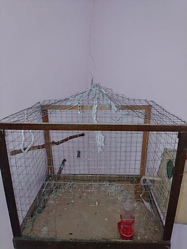 ag itler: Məhsul: Dalmatin naxışlı mavi-bulat rəngli dalğa papuqayı (budgerigar) — 4