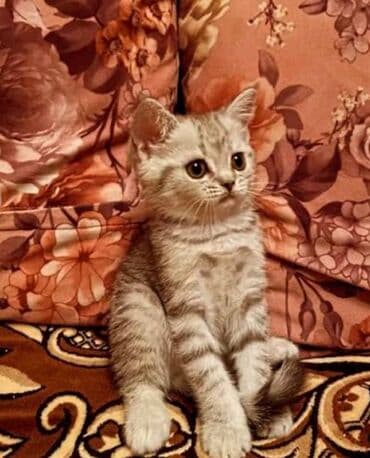 salon üçün mebel: Temiz şotlant Pişiyleri qum tərbiyyəsi var peyvənd olunub qurd dərmanı — 2