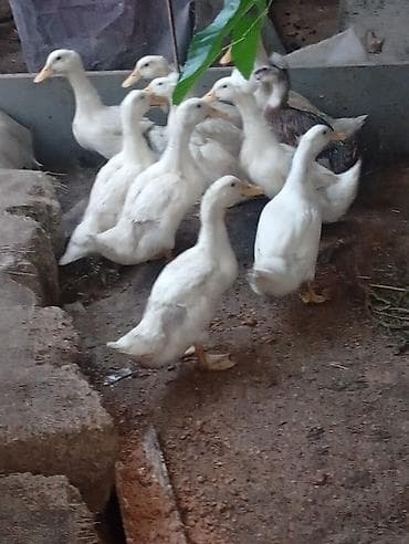 Ördəklər: Satılır: Ördəklər Topdan goturulse 10man.Tek-Tek 12man — 1