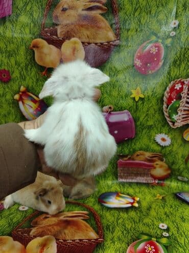 работа выгул собак бишкек: Karlik dovsan lar var satisda Vatsapda aktivdi Dovsan ayit Qefes de — 5