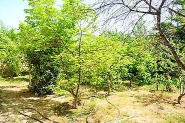 turkanda bag evleri: Bağ evi və torpaq sahəsi - Geniş həyət: yaşıllıqla əhatəli, meyvə — 4