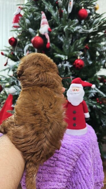 где купить собаку в баку: Пудель, 2 месяца, Самец, С прививками, Самовывоз — 8