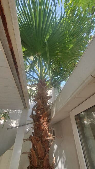 palma agaclari: Dekorativ palma ağacı – həyət və bağ sahələri üçün - Növ: Fan şəkilli — 2