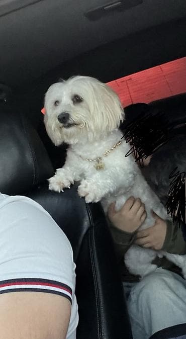 gencede heyvanlar: Malta bolonka, 1 il, Dişi, Peyvəndli, Ünvandan götürmə — 3