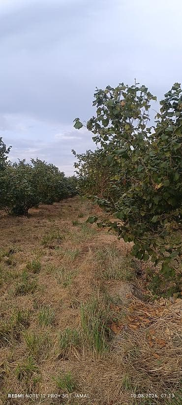 qələmə ağacı: Xaçmaz rayonu, Hacıəhmədoba kəndində fındıq bağı satılır! 🌳 1500-2000 — 6