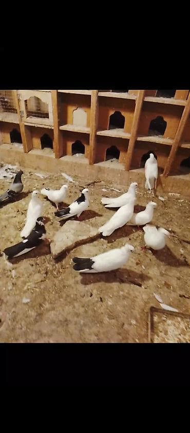 spic: Təmiz sağlam heyvanlardi əsl damazlıq vatçap aktivdir — 1
