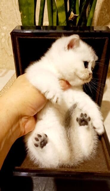 bala pişik pulsuz: Britan, Erkək, Dişi, Yaxşı əllərə, Ünvandan götürmə — 6