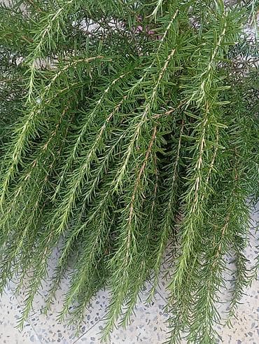 Məhsul: Rozmarin (Rosmarinus officinalis) budaqları Təsvir: - Təzə lalafo.az -da Məhsul: Rozmarin (Rosmarinus officinalis) budaqları Təsvir: - Təzə