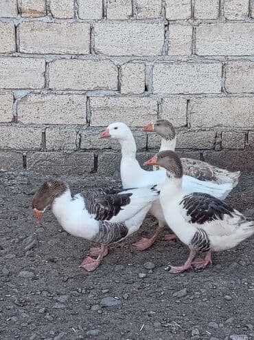 Yemlər: Satılır: qaz sürüsü - Sayı: 4 baş - Rənglər: 3 baş ağ-ala (ağ fon — 2