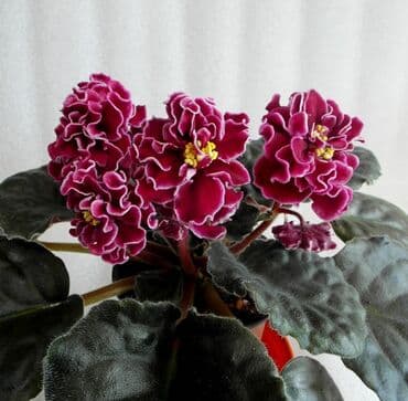 bənövşəyi gül şəkilləri: 5,6 m starter — 19