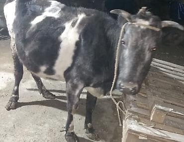 Boğazdı.8 aylıq - Rəng: qara-ağ alaca - Buynuzlu, ipli yedəkdə -