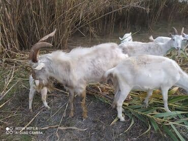 Gəmiricilər: Saanen tekesi — 5