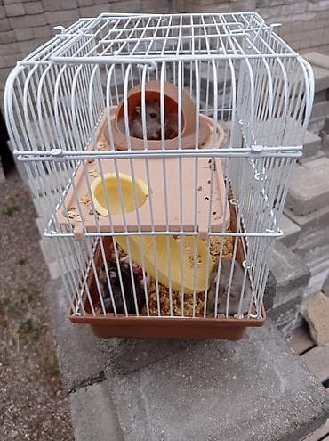 Quşlar: Hamsterlər və komplekt qəfəs seti - Növ: Cırtdan hamster (3 — 4