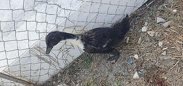 buğa heyvan: Dovsan 5 azn ordek 5 azn. Sulutepe kola yani ikisini alana 8 azn — 4