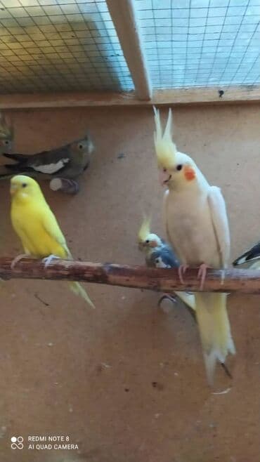 tutu guşu: Diqqet quslarin altinin ve yerinin temizliyine fikir verin — 2